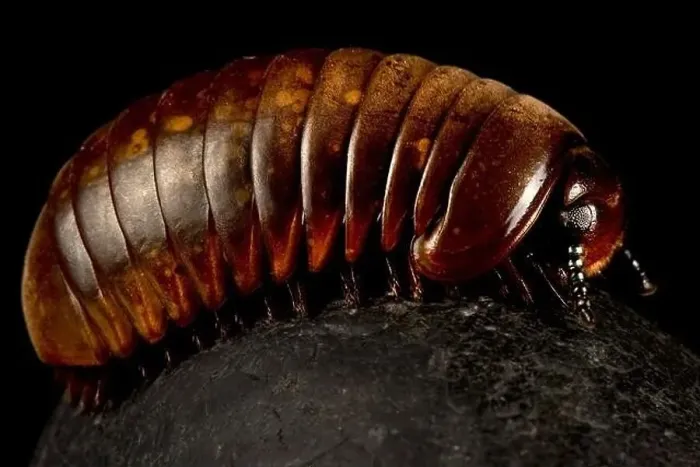 Framed Print : Thai pill millipede (Sphaerotheriida sp.) Framed Print : Thai pill millipede (Sphaerotheriida sp.)