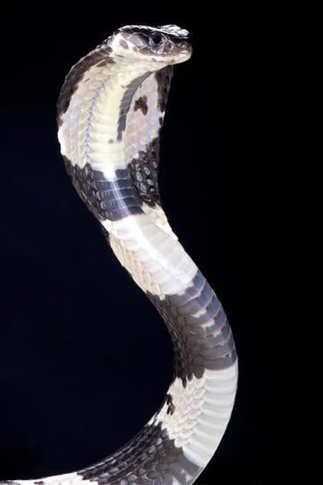 Framed Print : Thai spitting cobra (Naja siamensis) Framed Print : Thai spitting cobra (Naja siamensis)