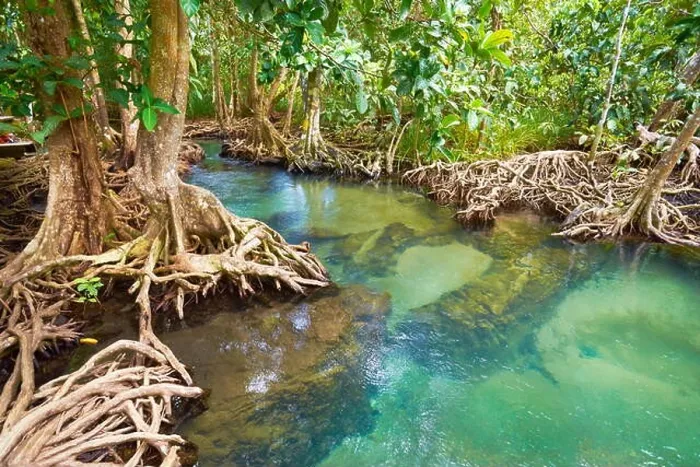 Framed Print : Thailand - Krabi province, mangrove forest in Tha Pom Khlong Song Nam National Park