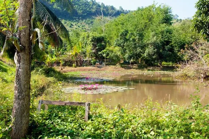 Framed Print : Thailand: A lotus-filled pond at Ban Hat Bia by the Mekong River Framed Print : Thailand: A lotus-filled pond at Ban Hat Bia by the Mekong River