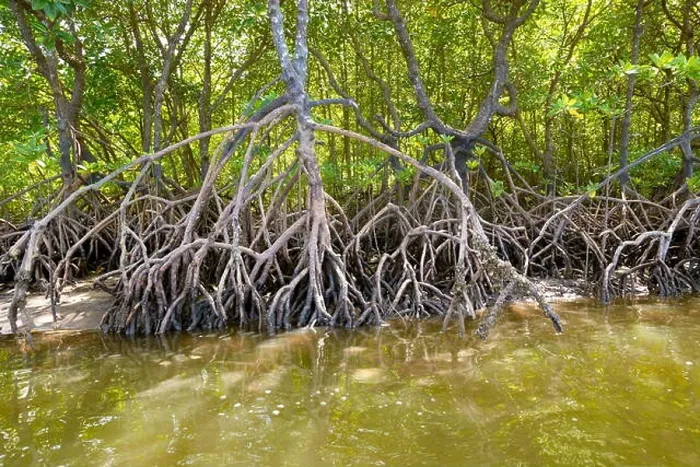 Framed Print : Thailand - mangrove forest, coastline Phang Nga Bay