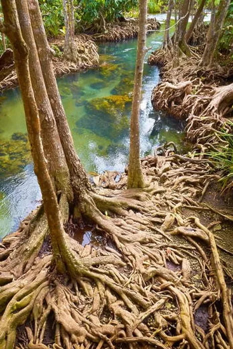 Framed Print : Thailand - mangrove forest in Tha Pom Khlong Song Nam National Park