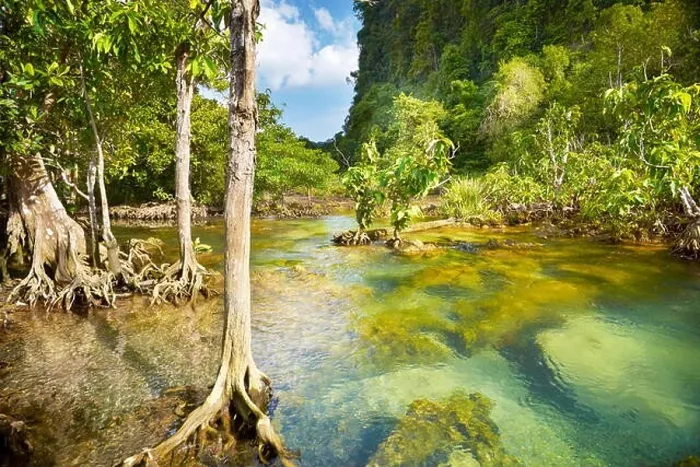 Framed Print : Thailand - mangrove forest in Tha Pom Khlong Song Nam National Park