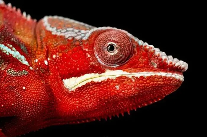 Framed Print : ther Chameleon (Furcifer pardalis) male Framed Print : ther Chameleon (Furcifer pardalis) male