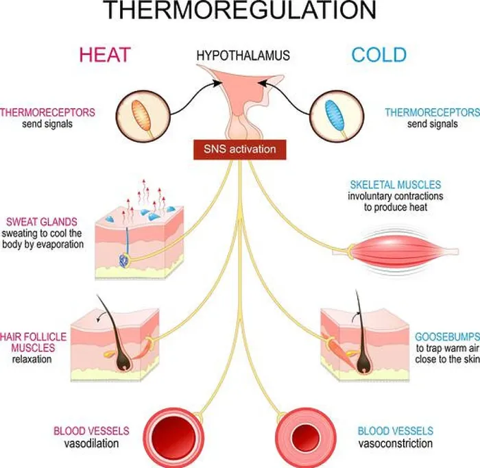 Framed Print : Thermoregulation. Homeostasis. Thermal balance Framed Print : Thermoregulation. Homeostasis. Thermal balance