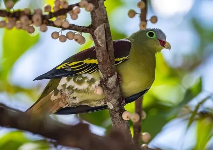 Framed Print : A Thick-billed Green-Pigeon (Treron curvirostra) perched ona fruiting tree. Thailand Framed Print : A Thick-billed Green-Pigeon (Treron curvirostra) perched ona fruiting tree. Thailand