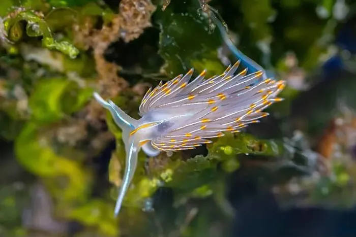 Framed Print : Thick-horned Nudibranch, Hermissenda crassicornis, in the Bremerton Marina, Bremerton, Washington State, USA Framed Print : Thick-horned Nudibranch, Hermissenda crassicornis, in the Bremerton Marina, Bremerton, Washington State, USA