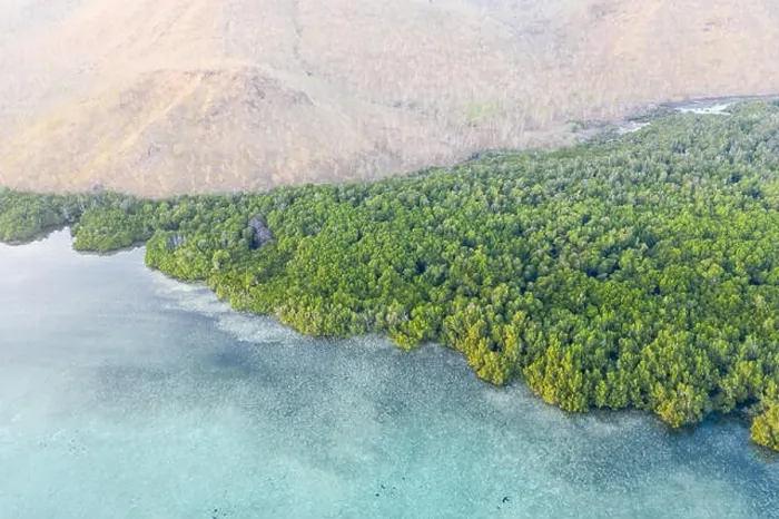 Framed Print : A thick mangrove forest fringes a dry island near Alor, Indonesia. Mangroves serve as important nurseries for marine fish and invertebrates