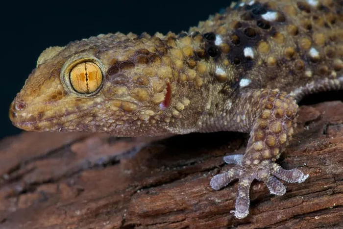 Framed Print : Thick toed gecko  /  Chondrodactylus turneri