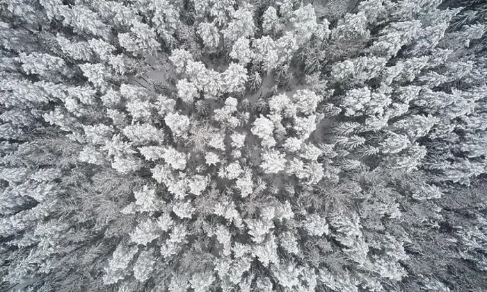 Framed Print : Thick winterr forest background. Abov etop view on white snow nature Framed Print : Thick winterr forest background. Abov etop view on white snow nature