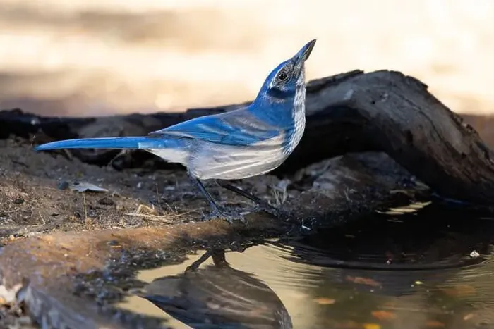 Framed Print : A thirsty bright blue Scrub-jay drinking water from an outdoor bird bath in Northern California Framed Print : A thirsty bright blue Scrub-jay drinking water from an outdoor bird bath in Northern California