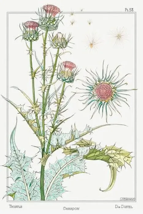 Framed Print : Thistle. Botanical art illustrated by Maurice Pillard Verneuil (1896) Framed Print : Thistle. Botanical art illustrated by Maurice Pillard Verneuil (1896)