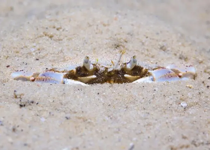 Framed Print : A Three-spot swimming crab (Ovalipes trimaculatus) hiding under the sand on the ocean bottom Framed Print : A Three-spot swimming crab (Ovalipes trimaculatus) hiding under the sand on the ocean bottom