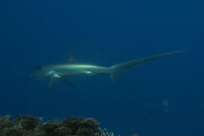 Framed Print : Thresher Shark swimming in the Sea of the Philippines Framed Print : Thresher Shark swimming in the Sea of the Philippines