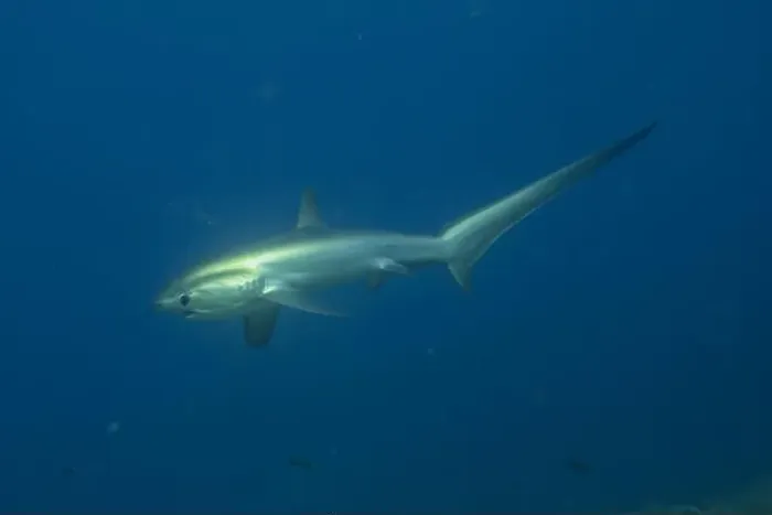 Framed Print : Thresher Shark swimming in the Sea of the Philippines Framed Print : Thresher Shark swimming in the Sea of the Philippines