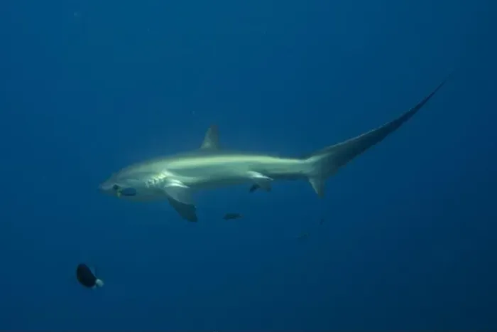 Framed Print : Thresher Shark swimming in the Sea of the Philippines Framed Print : Thresher Shark swimming in the Sea of the Philippines