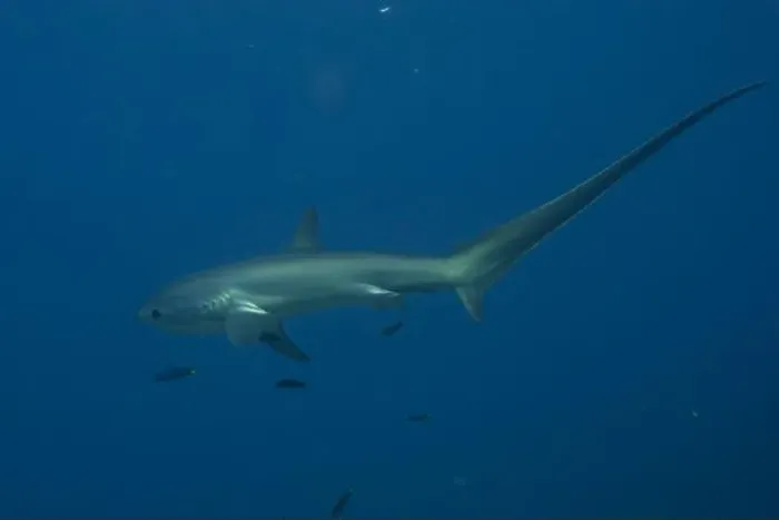 Framed Print : Thresher Shark swimming in the Sea of the Philippines Framed Print : Thresher Shark swimming in the Sea of the Philippines