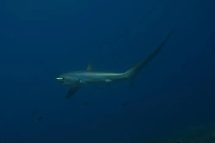 Framed Print : Thresher Shark swimming in the Sea of the Philippines Framed Print : Thresher Shark swimming in the Sea of the Philippines