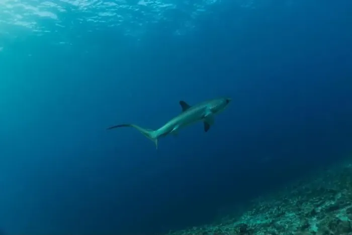 Framed Print : Thresher Shark swimming in the Sea of the Philippines Framed Print : Thresher Shark swimming in the Sea of the Philippines