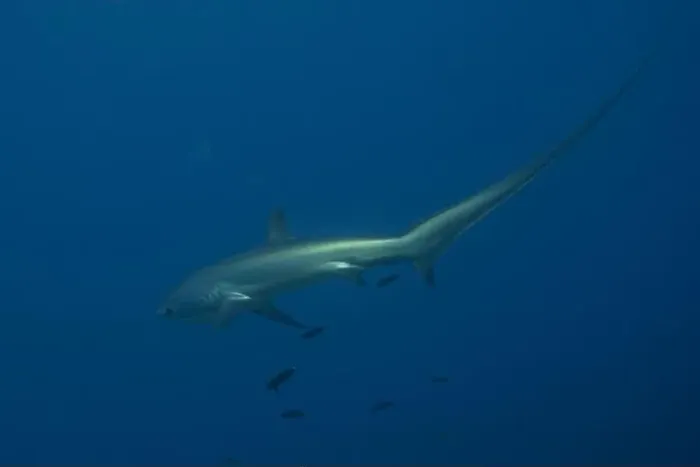 Framed Print : Thresher Shark swimming in the Sea of the Philippines Framed Print : Thresher Shark swimming in the Sea of the Philippines