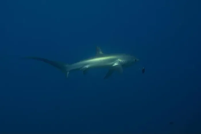 Framed Print : Thresher Shark swimming in the Sea of the Philippines Framed Print : Thresher Shark swimming in the Sea of the Philippines