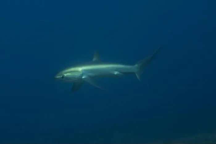 Framed Print : Thresher Shark swimming in the Sea of the Philippines Framed Print : Thresher Shark swimming in the Sea of the Philippines