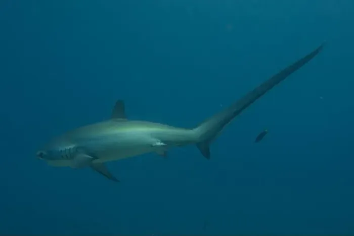 Framed Print : Thresher Shark swimming in the Sea of the Philippines Framed Print : Thresher Shark swimming in the Sea of the Philippines