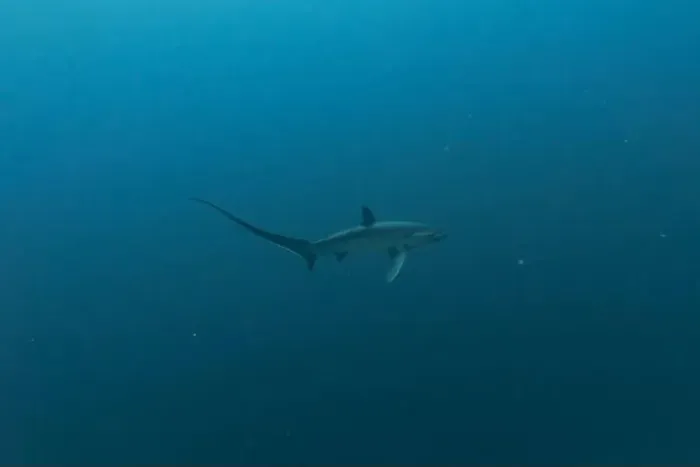 Framed Print : Thresher Shark swimming in the Sea of the Philippines Framed Print : Thresher Shark swimming in the Sea of the Philippines