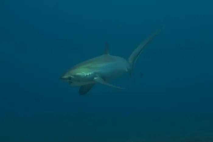 Framed Print : Thresher Shark swimming in the Sea of the Philippines Framed Print : Thresher Shark swimming in the Sea of the Philippines