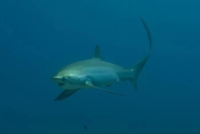 Framed Print : Thresher Shark swimming in the Sea of the Philippines Framed Print : Thresher Shark swimming in the Sea of the Philippines