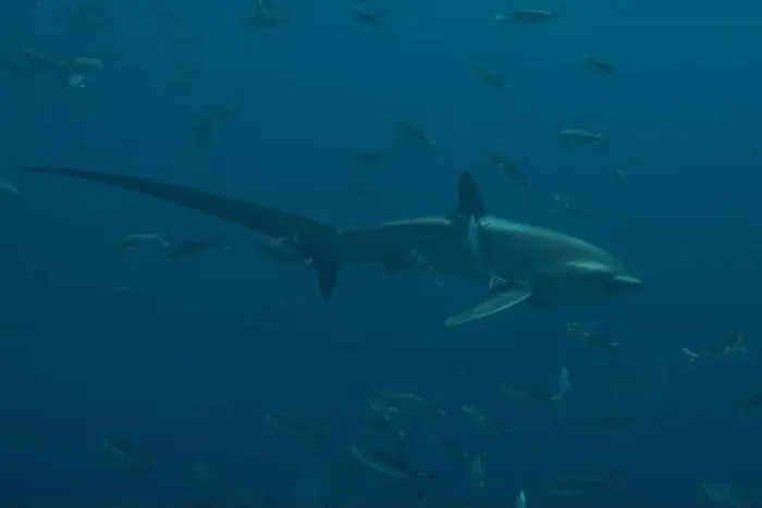 Framed Print : Thresher Shark swimming in the Sea of the Philippines Framed Print : Thresher Shark swimming in the Sea of the Philippines