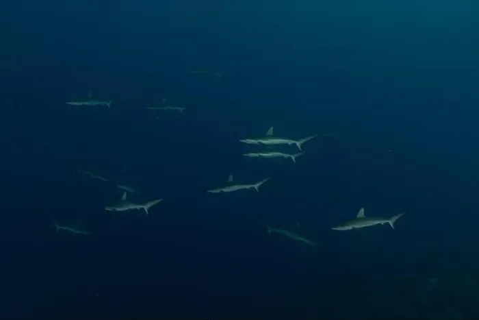 Framed Print : Thresher Shark swimming at the Tubbataha Reefs Philippines Framed Print : Thresher Shark swimming at the Tubbataha Reefs Philippines