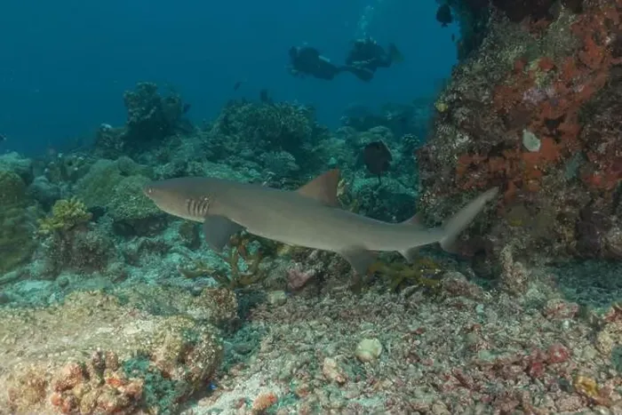 Framed Print : Thresher Shark swimming at the Tubbataha Reefs Philippines Framed Print : Thresher Shark swimming at the Tubbataha Reefs Philippines