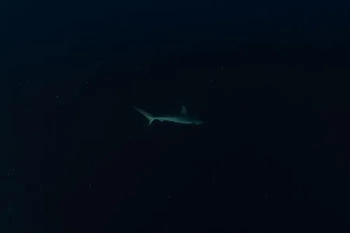 Framed Print : Thresher Shark swimming at the Tubbataha Reefs Philippines Framed Print : Thresher Shark swimming at the Tubbataha Reefs Philippines