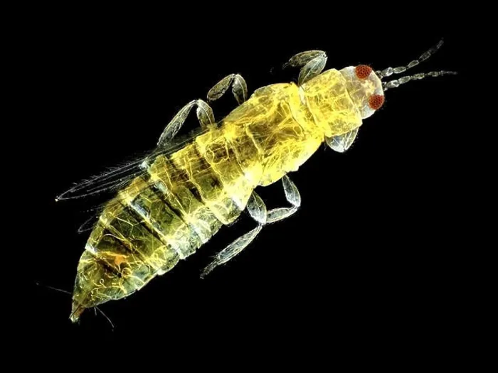 Framed Print : Thrips (probably Thripidae), found on carrot foliage, about 1mm in length Framed Print : Thrips (probably Thripidae), found on carrot foliage, about 1mm in length
