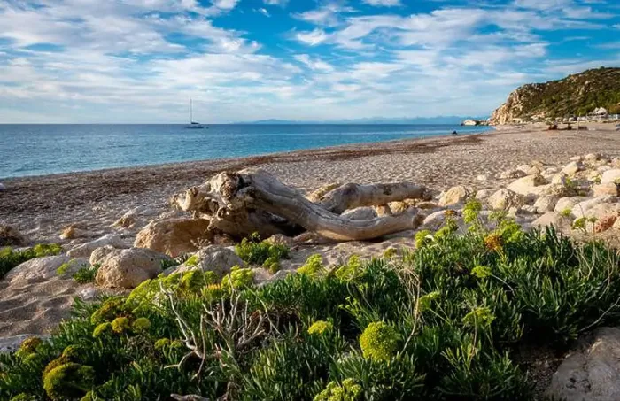 Framed Print : Thriving plants and a wooden log on the edge of Kathisma Beach
