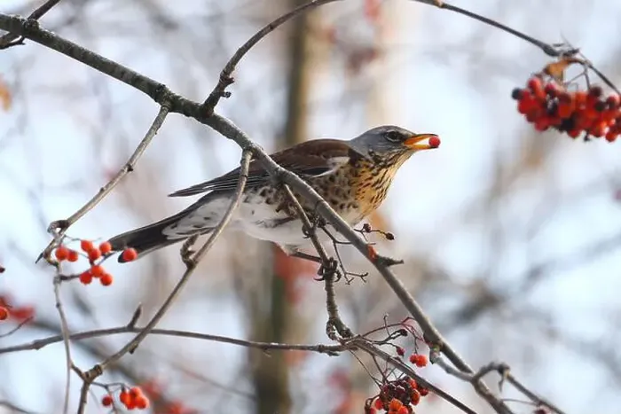 Framed Print : Thrush in winter forest Framed Print : Thrush in winter forest