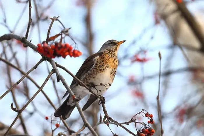 Framed Print : Thrush in winter forest Framed Print : Thrush in winter forest