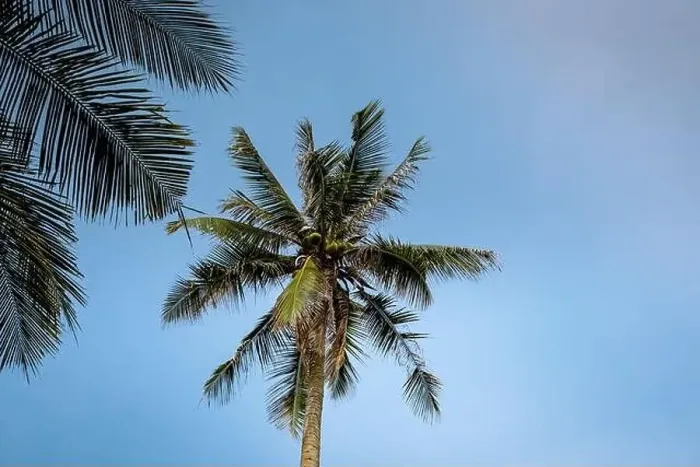 Framed Print : Thung Tako, Chumphon Thailand, palm trees from above at the southern part of Thaialnd Framed Print : Thung Tako, Chumphon Thailand, palm trees from above at the southern part of Thaialnd