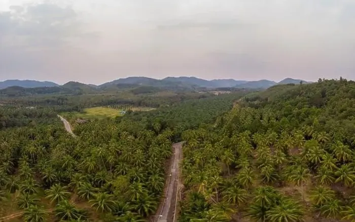 Framed Print : Thung Tako, Chumphon Thailand, palm trees from above at the southern part of Thaialnd, drone aerial view palm tree Framed Print : Thung Tako, Chumphon Thailand, palm trees from above at the southern part of Thaialnd, drone aerial view palm tree