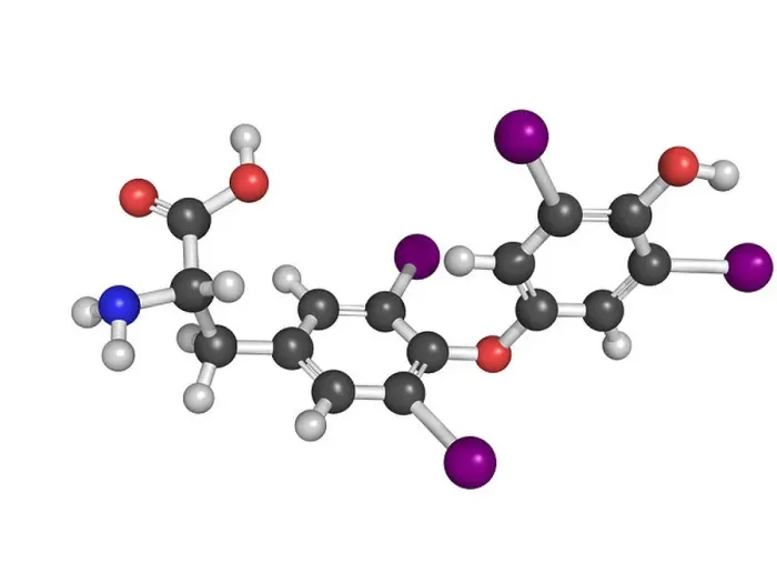 Framed Print : Thyroxine thyroid gland hormone molecule Framed Print : Thyroxine thyroid gland hormone molecule