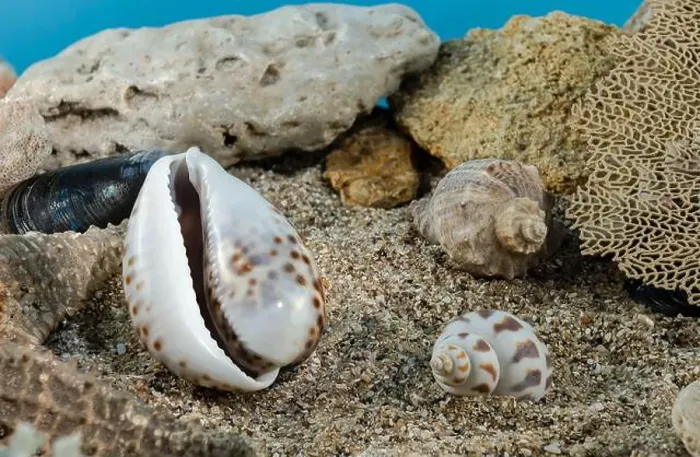 Framed Print : Tiger Cowrie sea shell underwater. Shell on the seabed Framed Print : Tiger Cowrie sea shell underwater. Shell on the seabed