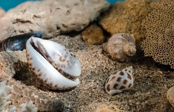 Framed Print : Tiger Cowrie sea shell underwater. Shell on the seabed Framed Print : Tiger Cowrie sea shell underwater. Shell on the seabed
