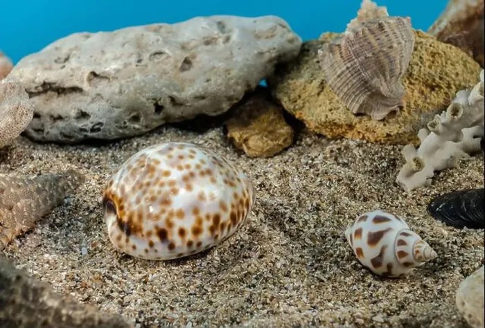 Framed Print : Tiger Cowrie sea shell underwater. Shell on the seabed Framed Print : Tiger Cowrie sea shell underwater. Shell on the seabed