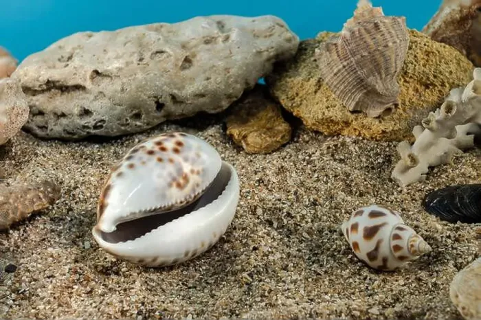 Framed Print : Tiger Cowrie sea shell underwater. Shell on the seabed Framed Print : Tiger Cowrie sea shell underwater. Shell on the seabed