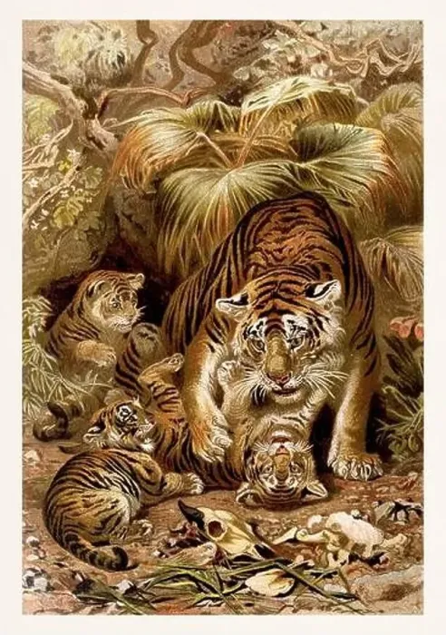 Framed Print : Tiger and cubs. Antique book illustration by Brehm, Alfred Edmund, 1829-1884 Framed Print : Tiger and cubs. Antique book illustration by Brehm, Alfred Edmund, 1829-1884