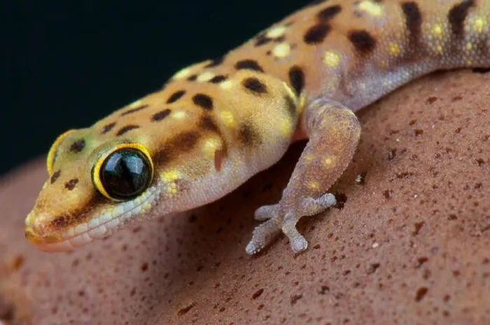 Framed Print : Tiger gecko (Pachydactylus tigrinus)