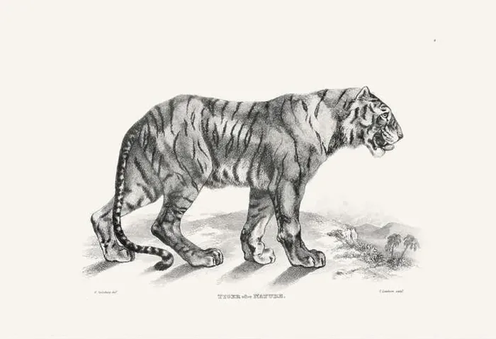 Framed Print : Tiger illustration. Plate from a vintage book of engravings by Sir Edwin Landseer Framed Print : Tiger illustration. Plate from a vintage book of engravings by Sir Edwin Landseer