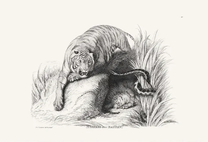 Framed Print : Tiger illustration. Plate from a vintage book of engravings by Sir Edwin Landseer Framed Print : Tiger illustration. Plate from a vintage book of engravings by Sir Edwin Landseer