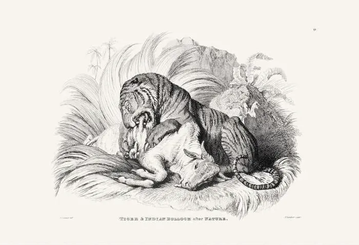 Framed Print : Tiger illustration. Plate from a vintage book of engravings by Sir Edwin Landseer Framed Print : Tiger illustration. Plate from a vintage book of engravings by Sir Edwin Landseer